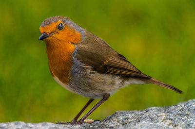 Close-up of bird perching on rock