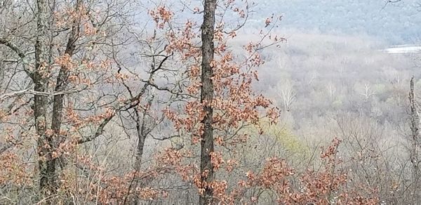 Close-up of tree trunk in forest