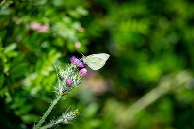 Close-up of butterfly pollinating on purple flower