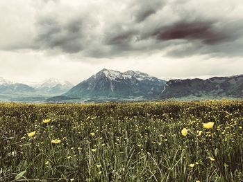 Scenic view of grassy field against cloudy sky