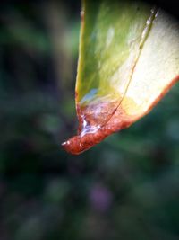 Close-up of wet leaf