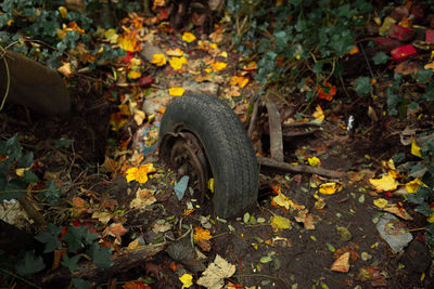 Dry leaves on a field