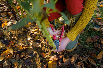Woman using pruning shears to cut back dahlia foliage before digging up the tubers for winter. 