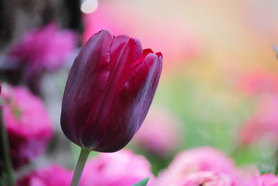 Close-up of pink tulip