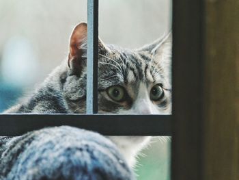 Close-up portrait of cat