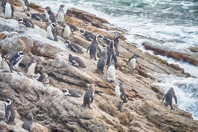 View of birds on beach