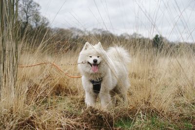 Dog hiding in long grass