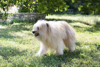 Dog running on grassy field