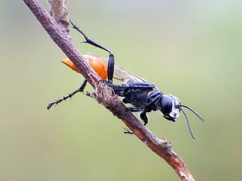 Close-up of bird perching on twig