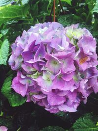 Close-up of flowers blooming outdoors