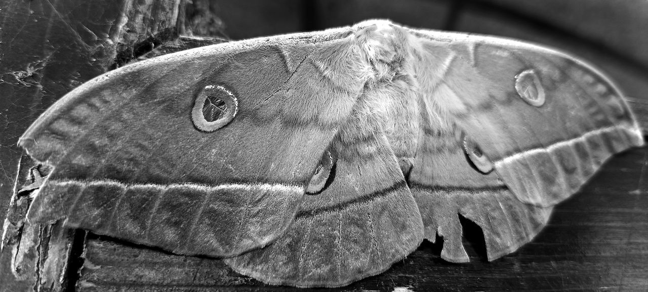 black, butterfly, animal, moths and butterflies, moth, close-up, black and white, animal themes, insect, monochrome photography, monochrome, wing, no people, macro photography, wood, one animal, animal wildlife, animal body part, nature, wildlife, leaf, animal wing, day, focus on foreground, outdoors