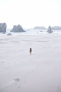 View of horse on beach