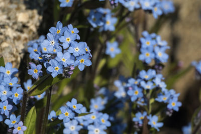 Close-up of white flowering plant in park