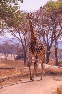 Giraffe standing on a tree