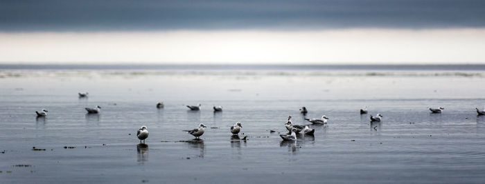 Seagulls at beach against cloudy sky