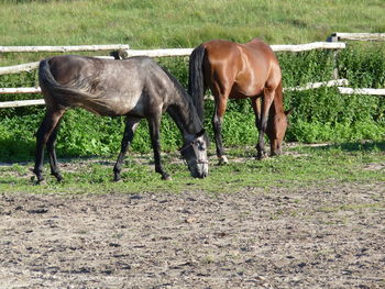 Horses grazing on field