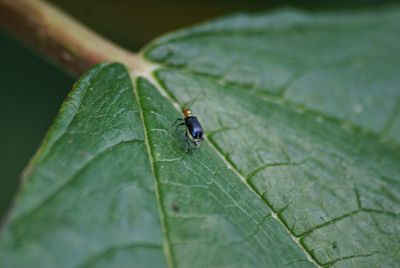 Close-up of insect on leaf