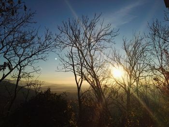 Trees against sky during sunset