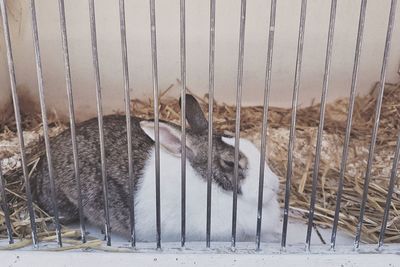 View of cat in cage