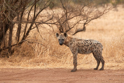 Hyena in kruger national park