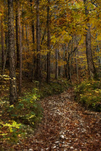 Footpath amidst trees in forest during autumn