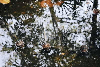 Reflection of trees in lake