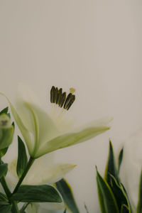 Close-up of white flowering plant