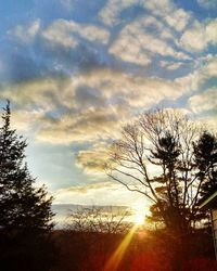 Close-up of silhouette tree against sunset sky