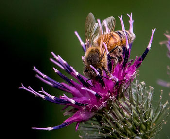 Close-up of bee pollinating flower