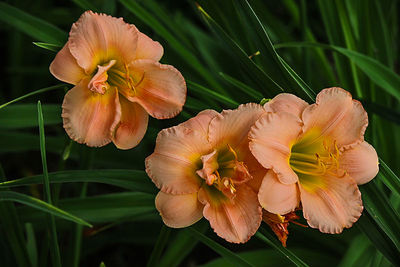 Close-up of pink flowers blooming outdoors