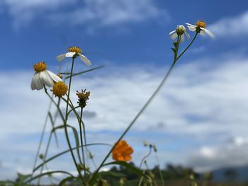 Close-up of flowering plant against sky