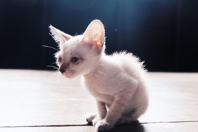 Close-up of cat sitting on floor