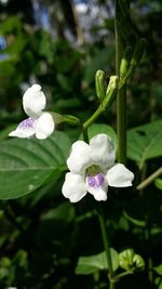 Close-up of wet flowers blooming outdoors