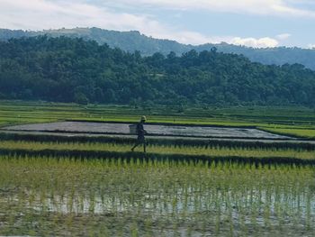 Scenic view of agricultural field against sky