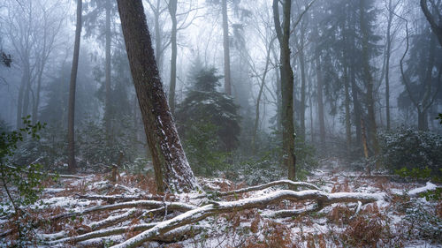 Pine trees in forest during winter