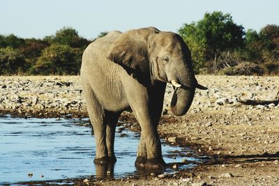 Elephant standing on landscape against clear sky