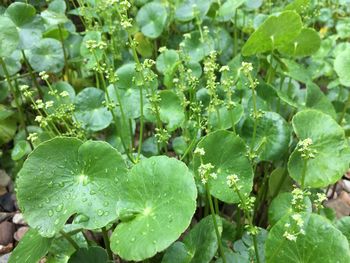 Close-up of water drops on leaves