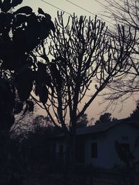 Silhouette of tree by house against sky