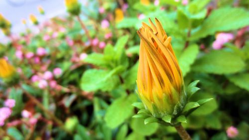 Close-up of yellow flower blooming outdoors