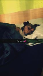 pets