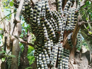 Close-up of a tree