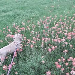 View of flowering plants on field