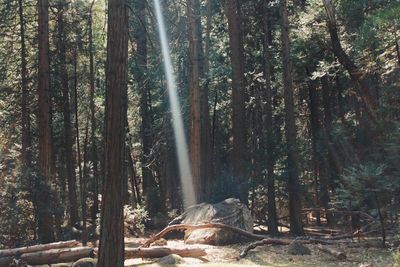 Trees in forest