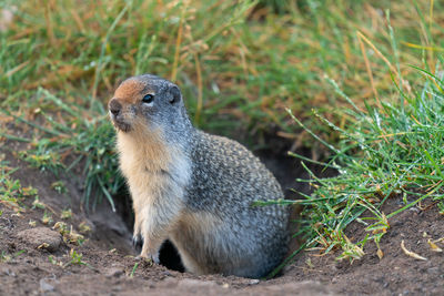 Close-up of a squirrel on field