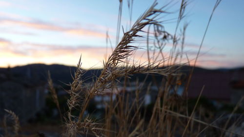 Close-up of grass against sky during sunset