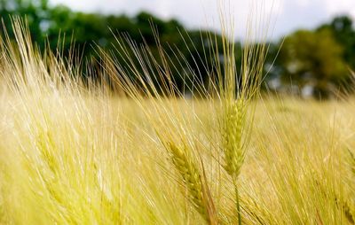 Close-up of grass growing in field