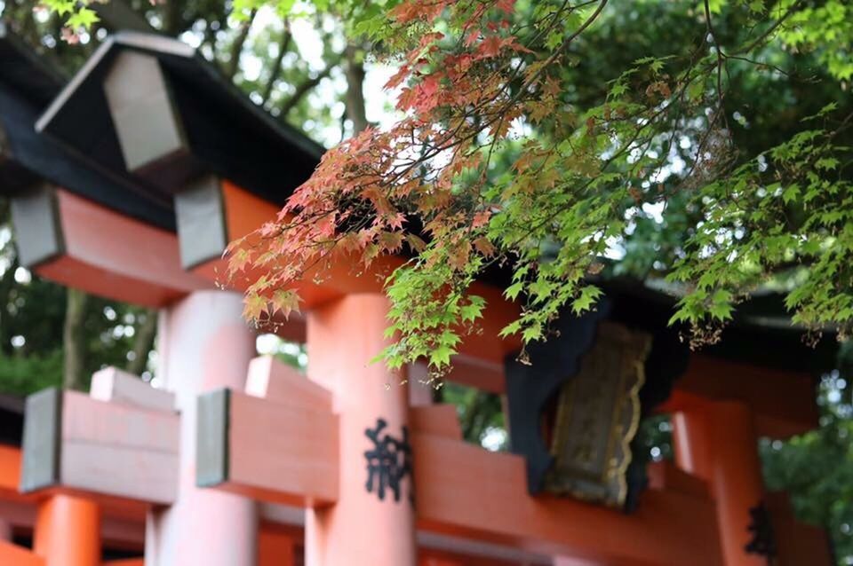 LOW ANGLE VIEW OF TREE WITH BUILDING IN BACKGROUND