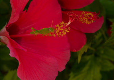 Close-up of red hibiscus flower