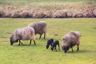 Sheep in a field