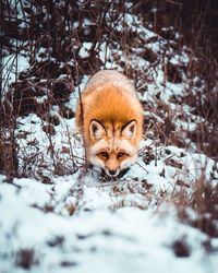 Portrait of a cat on snow covered land